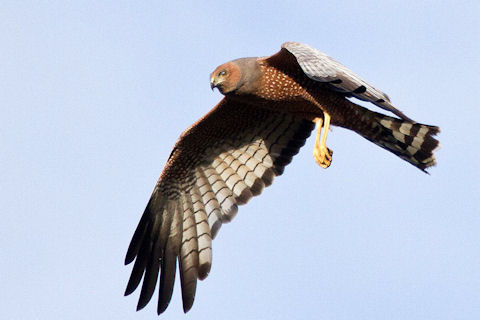 Spotted Harrier (Circus assimilis)